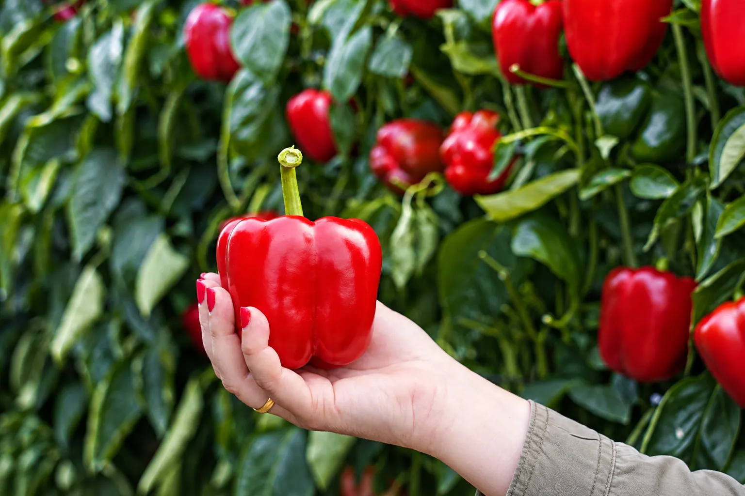 Adaptación a cada cultivo