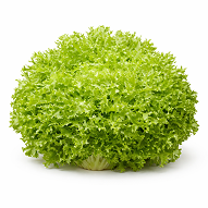 Escarola