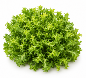 Escarola Wallone