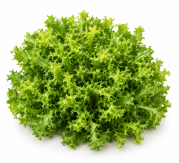 Escarola Hoja Rizada Wallone