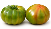 Tomate Marmande