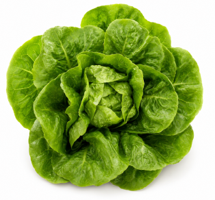 Lechuga Little Gem Urbion