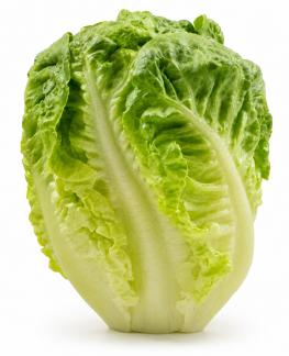 Lechuga Little Gem Garbo