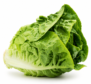 Lechuga Little Gem Cerler