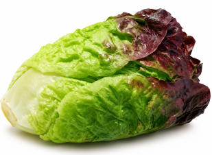 Lechuga Little Gem Acherito