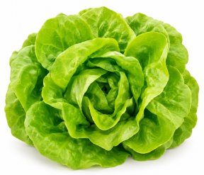 Lechuga Mantecosa Constantina