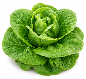 Lechuga Romana de Invierno Panticosa