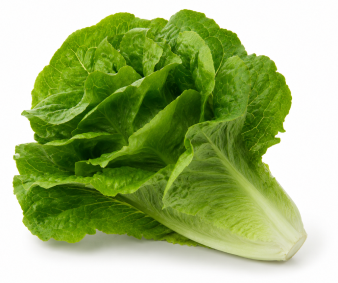 Lechuga Romana de Verano Formigal