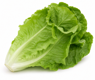 Lechuga Romana de Verano Invierno de Mallorca Yerga
