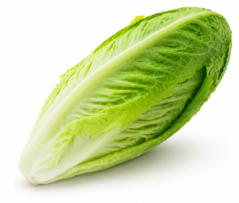 Lechuga Romana de Verano Pajares