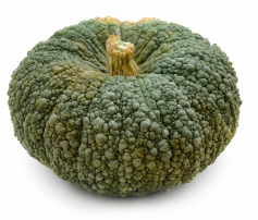 Calabaza tradicional Totanera