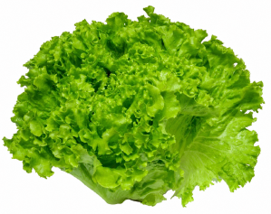 Lechuga Valvanera