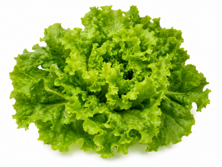 Lechuga Batavia Rubia Estibaliz