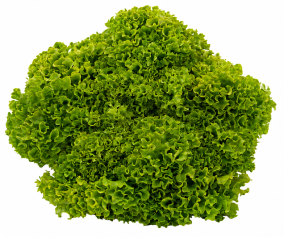 Lechuga Lollo Bionda Okabango