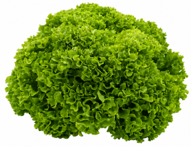 Lechuga Lollo Bionda Samburu
