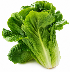 Lechuga Romana de Verano Astún