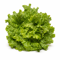 Lechuga